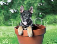 Hi-Look Microfiber Cleaning Cloth, dog design - Shepherd