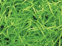 Lime Veryfine Cut Paper Shred 10 lb Box ~ Spring-fillÂ Shred - WRAPS-SP10LM
