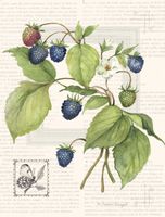 LANG Blackberries Note Cards