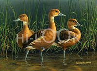 Hi-Look Microfiber Cleaning Cloth - Fulvous Tree Duck