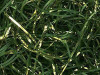 Hunter & Gold Veryfine Cut™ Paper 10 lb Box ~ Spring-fillÂ Shred - WRAPS-SP10HG