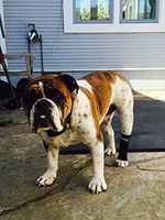 Canine Compression Sleeve (black, LARGE)