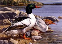 Hi-Look Microfiber Cleaning Cloth - Mergansers