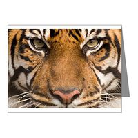 Note Card Sumatran Tiger Face