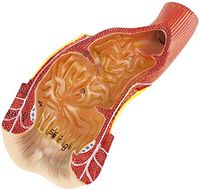 LXX Human Anatomy Science Models - Human Rectal Anal Canal Anatomical Model,PVC Material Anorectal Model - for Medical Educational Training Aid Tool- for Medical School Student