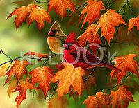 Hi-Look Microfiber Cleaning Cloth - Maple Leaves and Cardinals