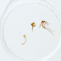 Mosquito Life Cycle, w.m. Microscope Slide