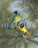 Hi-Look Microfiber Cleaning Cloth - Green Jays