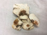 茯神 (有木) | Poria with hostwood