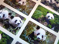 24 Panda, Wildlife Animal Self-Adhesive Labels Stickers for Kids & Craft