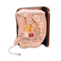Cath. Ed 1 Male