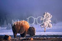 Hi-Look Microfiber Cleaning Cloth - Bison, Yellowstone NP