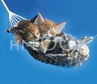 Hi-Look Microfiber Cleaning Cloth, cat design - Kittens in a Hammock
