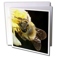 3dRose Honey Bee on Lemon Blossom - Greeting Cards, 6 x 6 inches, set of 6 (gc_46834_1)