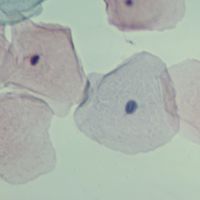 Human Stratified Squamous Epithelium Slide, Smear