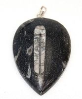 Orthoceras Fossil Pendant Sterling Silver Bail 55mm - 60mm Large
