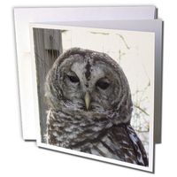 3dRose Barred Owl - Greeting Cards, 6 x 6 inches, set of 12 (gc_21162_2)