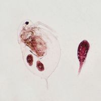 Daphnia and Cyclops, w.m. Microscope Slide