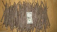 6 (six) Plant cuttings of Elderberry"Sampo" (Sambucus nigra), Sent in Box.