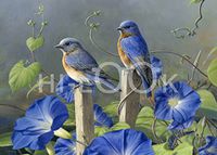 Hi-Look Microfiber Cleaning Cloth - Morning Glories