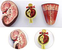 LXX Human Anatomy Science Models,Kidney Anatomical Model -Kidney and Nephron, Glomerular Enlargement Model,PVC Material Learning Resources Anatomy Model for Medical Training Aid