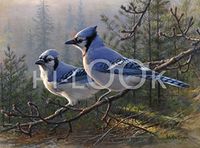 Hi-Look Microfiber Cleaning Cloth - Bluejay Pair