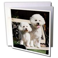 Two Bishon Frise dog - Zandria Muench Beraldo - Greeting Card, 6 x 6 inches, single (gc_88774_5)