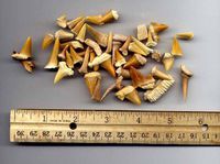 Bulk Genuine Moroccan Fossil Shark Teeth - 1 lb