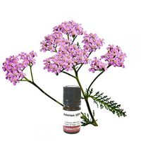 Valerian 10% in Jojoba oil 20ml