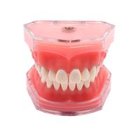 Standard Dental Demonstration, YOUYA DENTAL Teeth Model Teaching Model Study Tool Soft Gums Teaching Dental Mode with 28 Removable Teeth