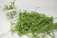 AmoreCreations - 7 Ounce Paper Shred Crinkle and Filler Paper Gift Wrap Supply (Sage Green)