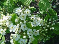 20 Seeds of Crataegus mollis, Downy Hawthorn