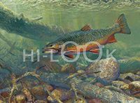 Hi-Look Microfiber Cleaning Cloth - Hungting The Hunter - Brook Trout