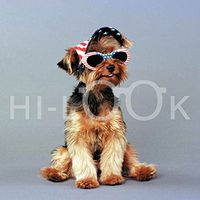 Hi-Look Microfiber Cleaning Cloth, dog design - Schmitty with Sunglasses