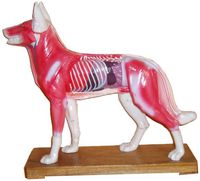 Acupuncture Dog Model (SM-11)