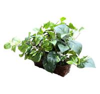 Fake Plant Spy Covert Wifi Hidden Camera Digital Wireless LIVE VIEW Web Camera and Recording- Motion Activated Spy Gadget - Covert/ Portable Design- HD Web Cam - Remote Viewing - Best USA Made Recorder for Home, Kids, Nanny, Office