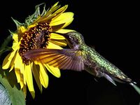 Birds 240 70b 5 Artwork Micro Fiber Cleaning Cloth