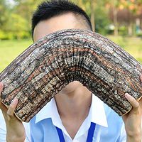 HFUS Log Pillow, 3D Digital Print Comfort Cotton Bed Throw Pillow Cushion for Home Decoration Sofa Office Chair Car Seat Armrest | Home& Travel | Rustic Cabin Décor 43 × 13 cm