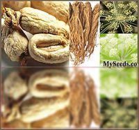 Tiyuki (30) Dong Quai aka Female Ginseng Herb Seeds - Angelica sinensis - Combined S&H