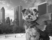 New Yorkie 240 27b 6 Artwork Micro Fiber Cleaning Cloth