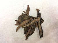 丹参 (安徽) | Chinese Salvia (From An Hui)