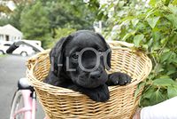 Hi-Look Microfiber Cleaning Cloth - millie