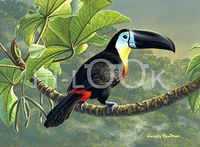 Hi-Look Microfiber Cleaning Cloth - Channel Billed Toucan