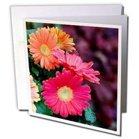 3dRose Gerbera Candy, Bright & Color Gerbera Daisies - Greeting Cards, 6 x 6", Set of 6 (gc_120403_1)