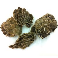 Wild Turkey Tail Fungi Trametes Versicolor Coriolus Versicolor Yun Zhi Herb 500g