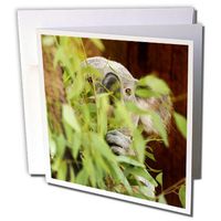 3dRose Queensland Koala bear, eucalyptus, San Diego Zoo, CA - US05 MPR0035 - Maresa Pryor - Greeting Cards, 6 x 6 inches, set of 12 (gc_88548_2)
