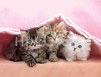 Hi-Look Microfiber Cleaning Cloth, cat design - Trio of kittens