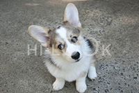 Hi-Look Microfiber Cleaning Cloth - miles