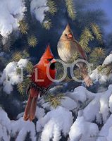 Hi-Look Microfiber Cleaning Cloth - Presentation of Colors