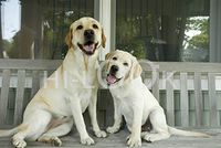 Hi-Look Microfiber Cleaning Cloth - moxie & milo